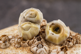 barnacle(ivory sands) : earring stud