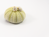 mussel shell shaped flameworked glass earring studs, in a sun-bleached ivory colour.