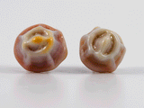 360 degree detail view of operculum style barnacle earrings with stainless steel ear stud in nacreous..