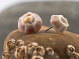 Detail of operculum style flameworked glass earring stud.