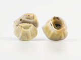 barnacle(ivory sands) : earring stud