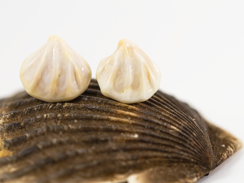 Detail of shell shaped flameworked glass earring studs in a sun-bleached shell inspired ivory.