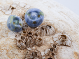 Front detail of barnacle shaped earring studs in a blue-green flameworked glass with brass mesh details.