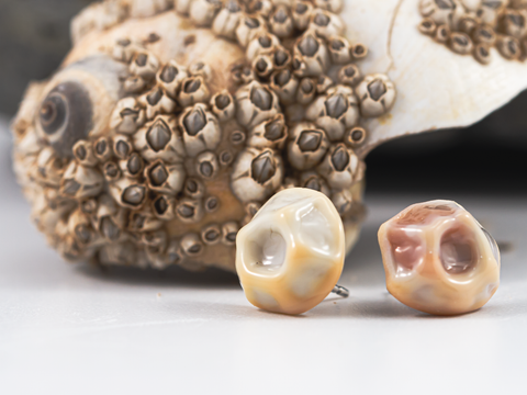 Detail of lacuna style barnacle shaped earring stud in nacreus.